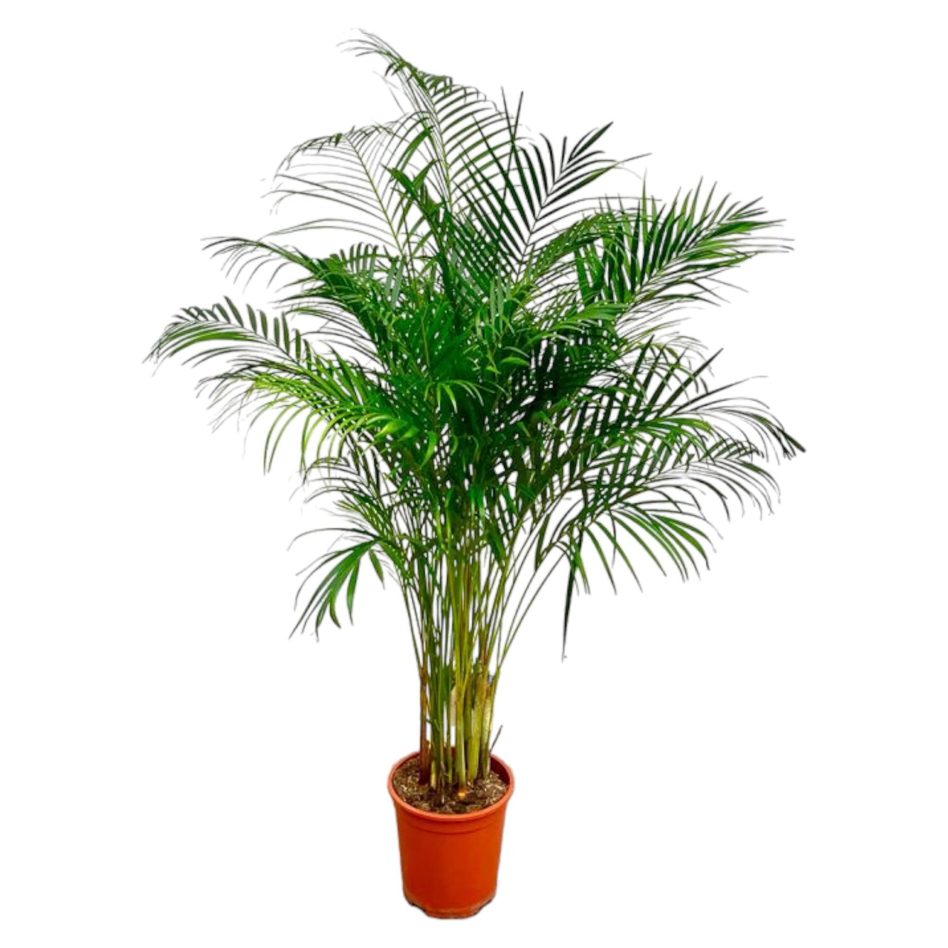 Dypsis Lutescens (Areca Palm) - 180 cm - Forest Plants
