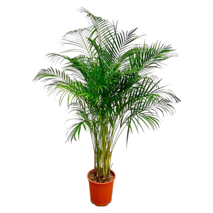 Dypsis Lutescens (Areca Palm) - 180 cm - Forest Plants