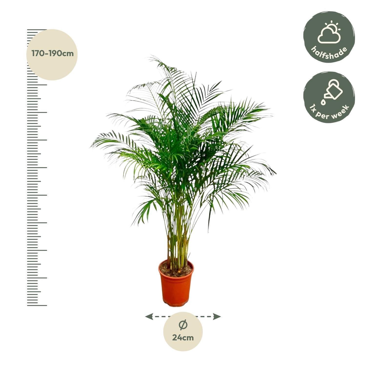 Dypsis Lutescens (Areca Palm) - 180 cm - Forest Plants