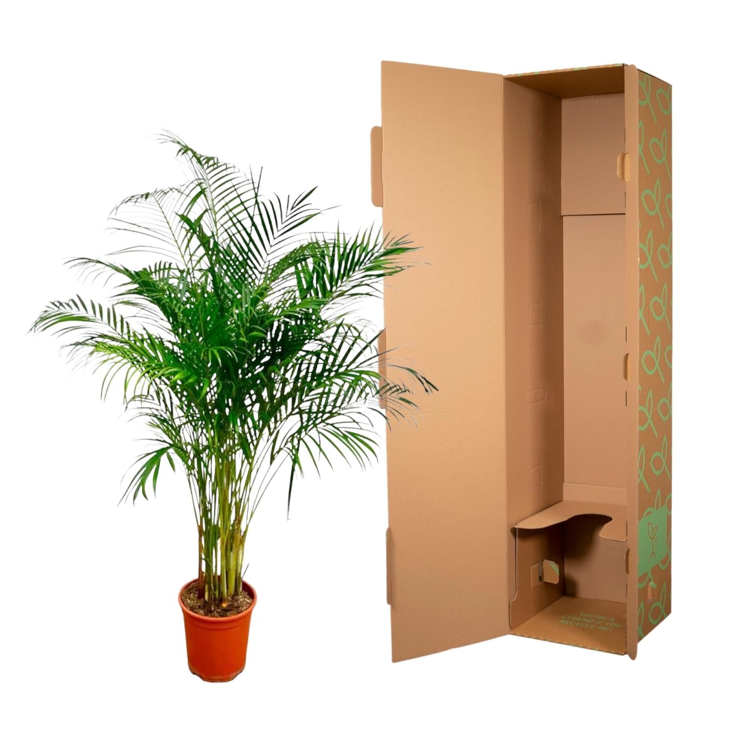 Dypsis Lutescens (Areca Palm) - 180 cm - Forest Plants