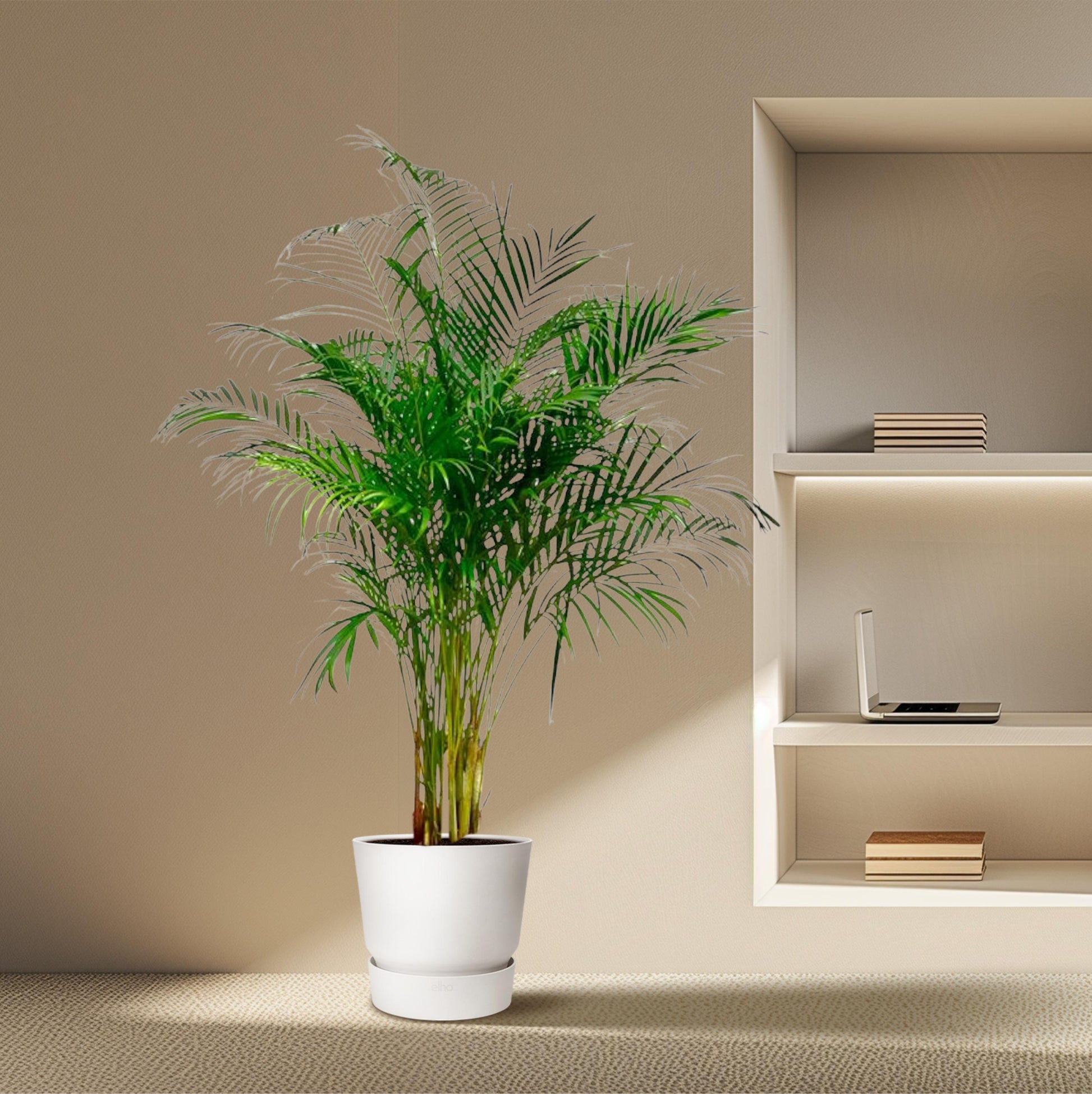 Dypsis Lutescens (Areca Palm) - 180 cm - Forest Plants