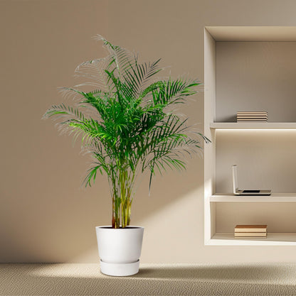 Dypsis Lutescens (Areca Palm) - 180 cm - Forest Plants