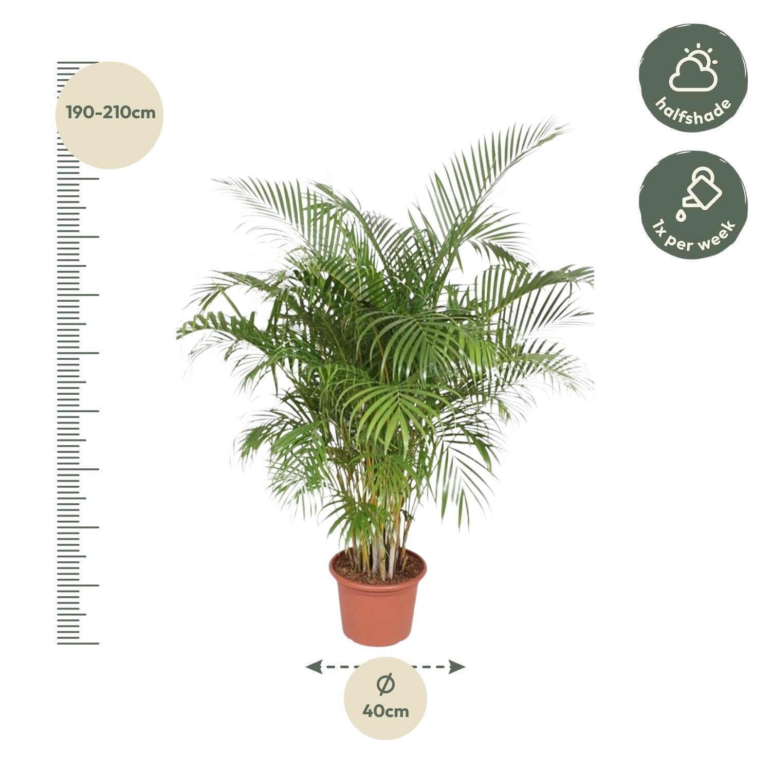 Dypsis Lutescens (Areca Palm) - 200 cm - Forest Plants