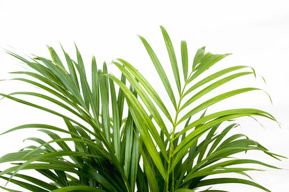 Dypsis Lutescens (Areca palm) - 150 cm