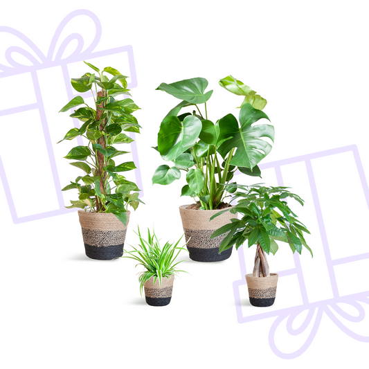 Easy care Plantenbox - medium - met Mand Lissabon zwart