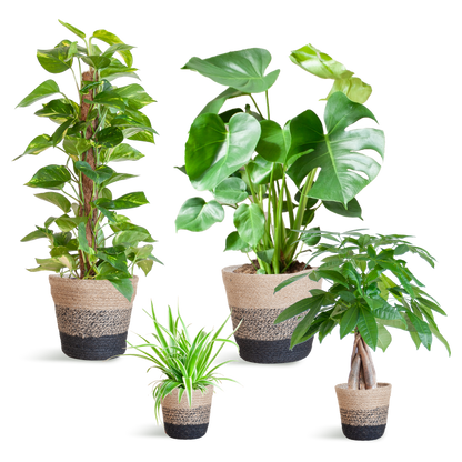 Easy care Plantenbox - medium - met Mand Lissabon zwart