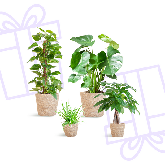 Easy care Plantenbox - medium - met mand Sofia