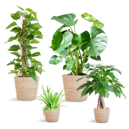 Easy care Plantenbox - medium - met mand Sofia