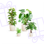 Easy care Plantenbox - medium - met vibers pot wit