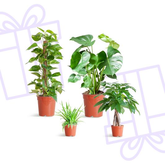 Easy care Plantenbox - medium - zonder sierpot