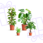 Easy care Plantenbox - medium - zonder sierpot