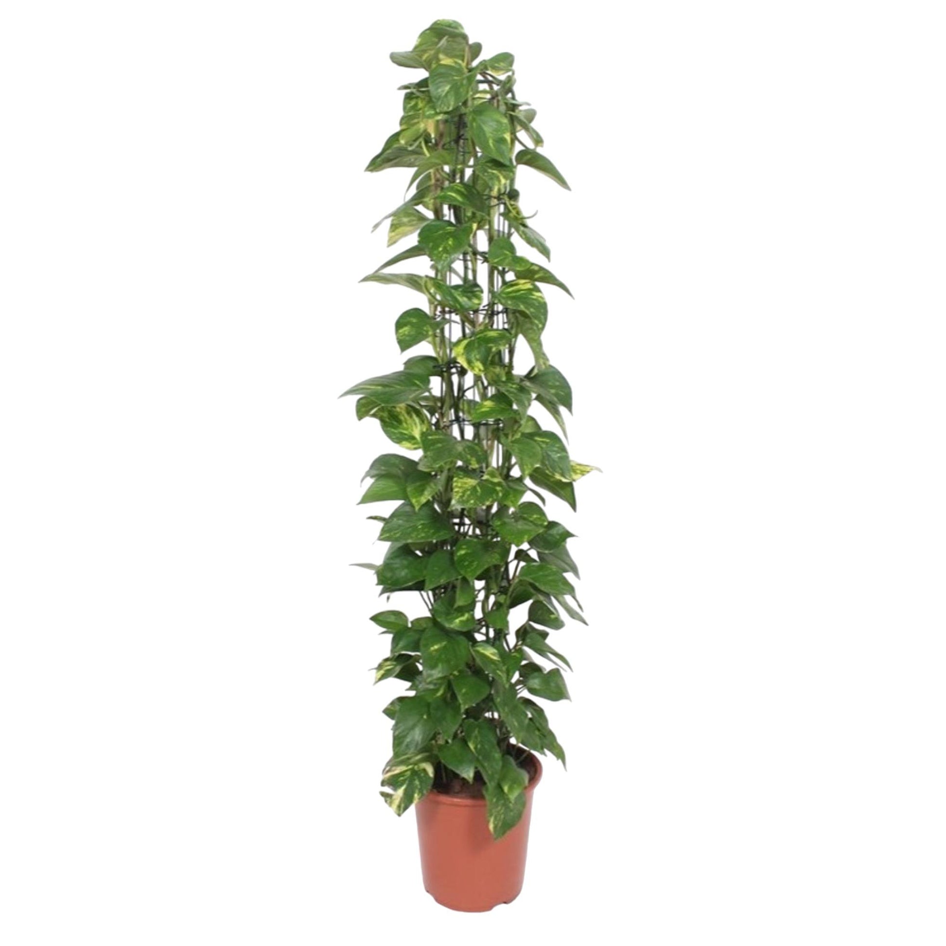 Epipremnum Aureum gaasrek - 160 cm - Forest Plants