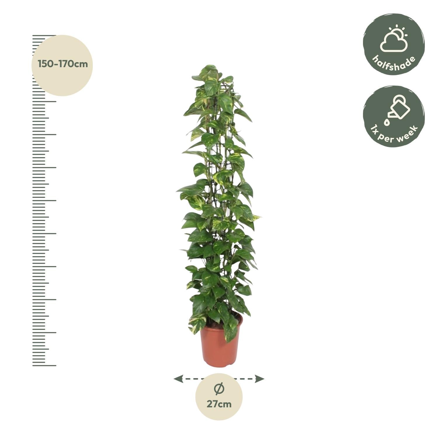 Epipremnum Aureum gaasrek - 160 cm - Forest Plants