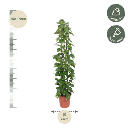 Epipremnum Aureum gaasrek - 160 cm - Forest Plants