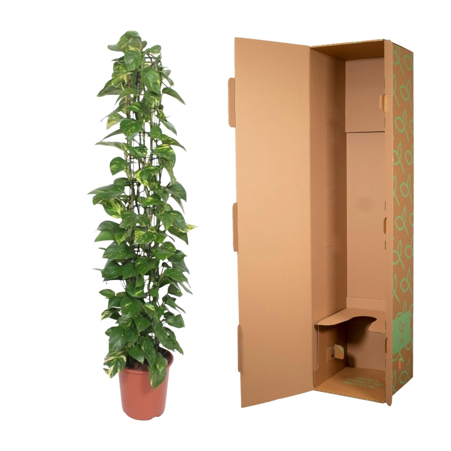 Epipremnum Aureum gaasrek - 160 cm - Forest Plants