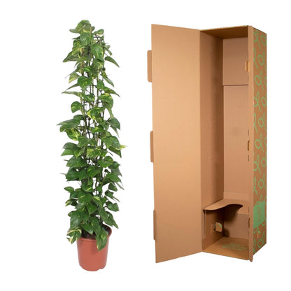 Epipremnum Aureum gaasrek - 160 cm - Forest Plants