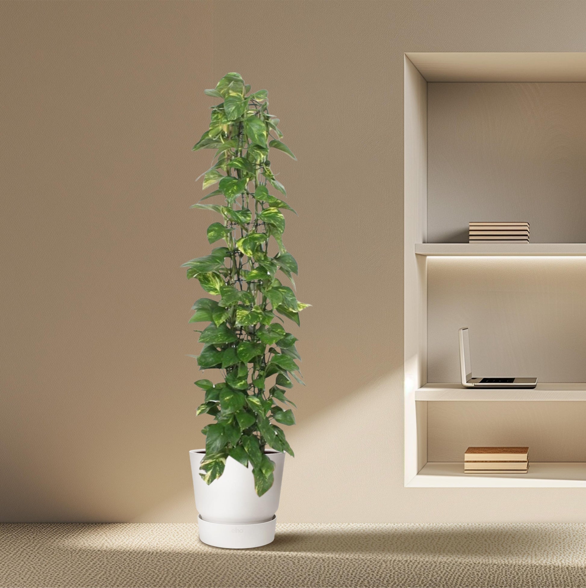 Epipremnum Aureum gaasrek - 160 cm - Forest Plants