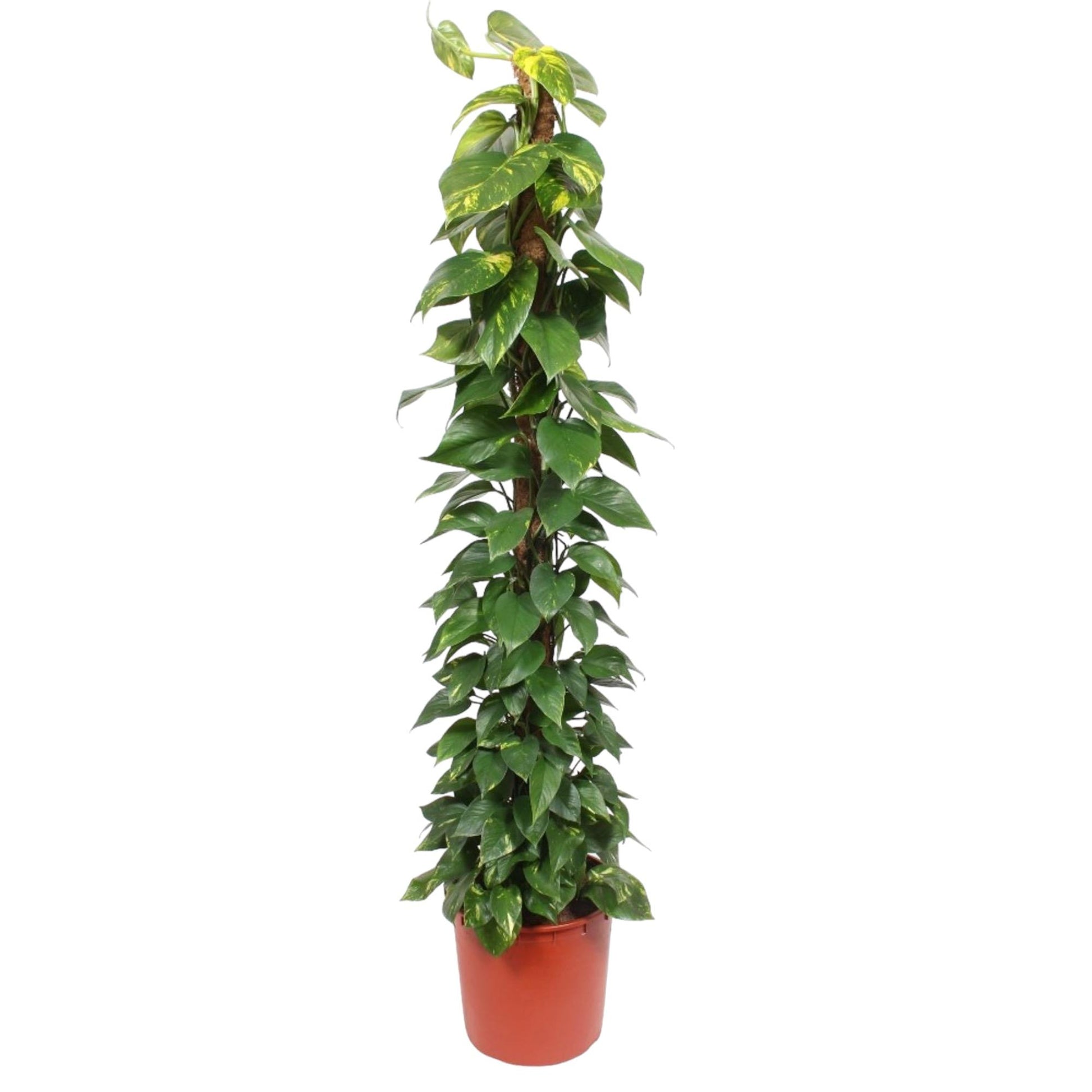 Epipremnum Aureum mosstok - 180 cm - Forest Plants