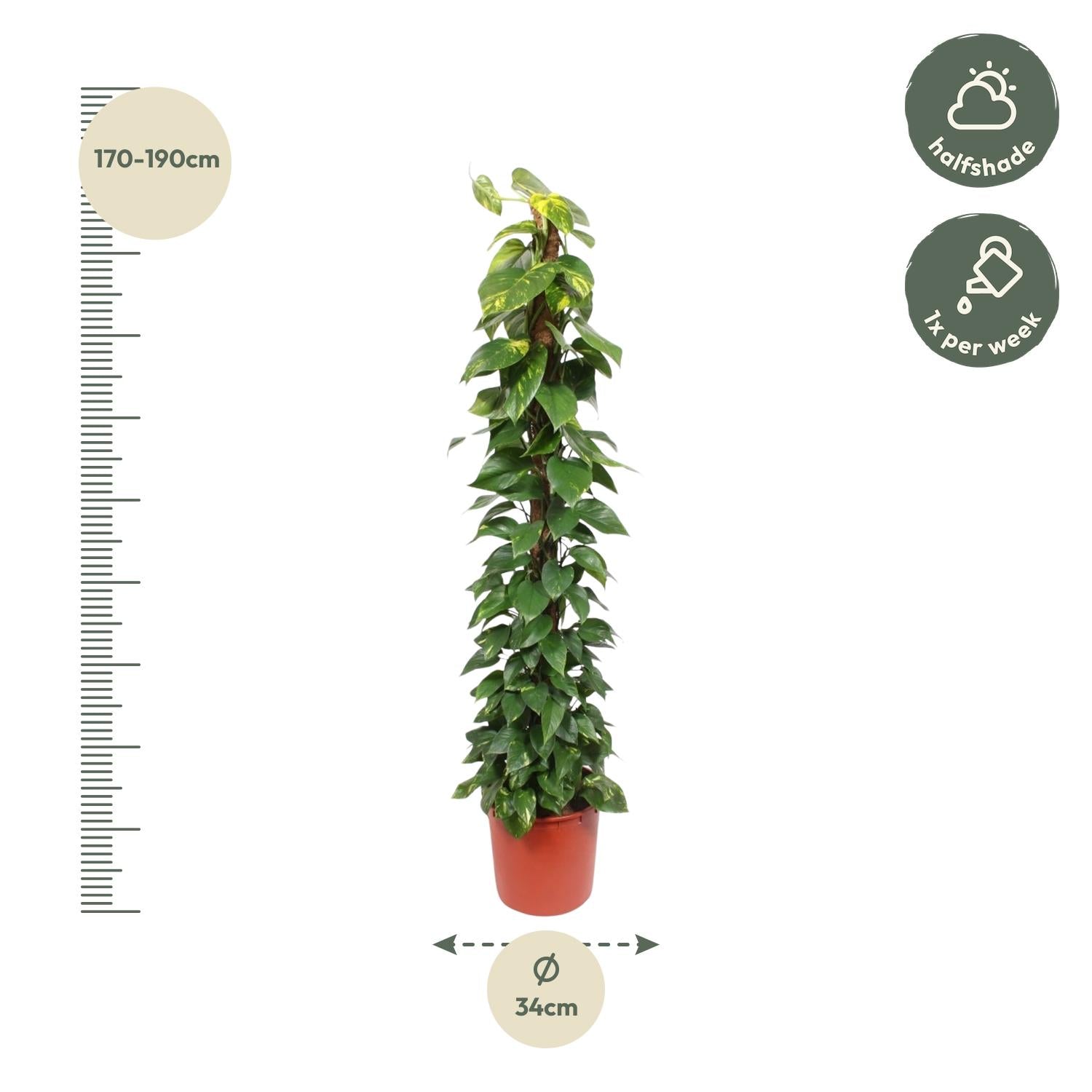 Epipremnum Aureum mosstok - 180 cm - Forest Plants