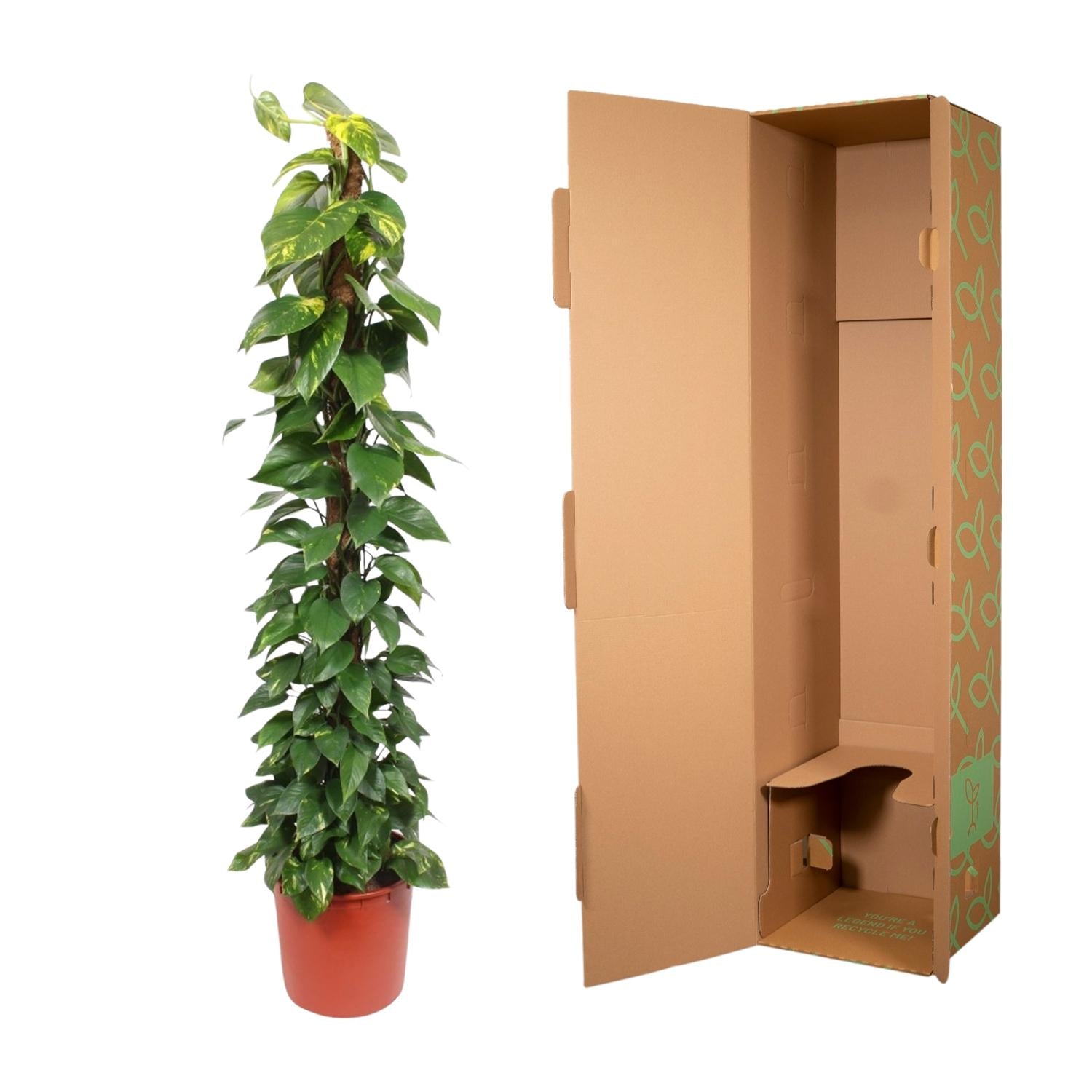 Epipremnum Aureum mosstok - 180 cm - Forest Plants