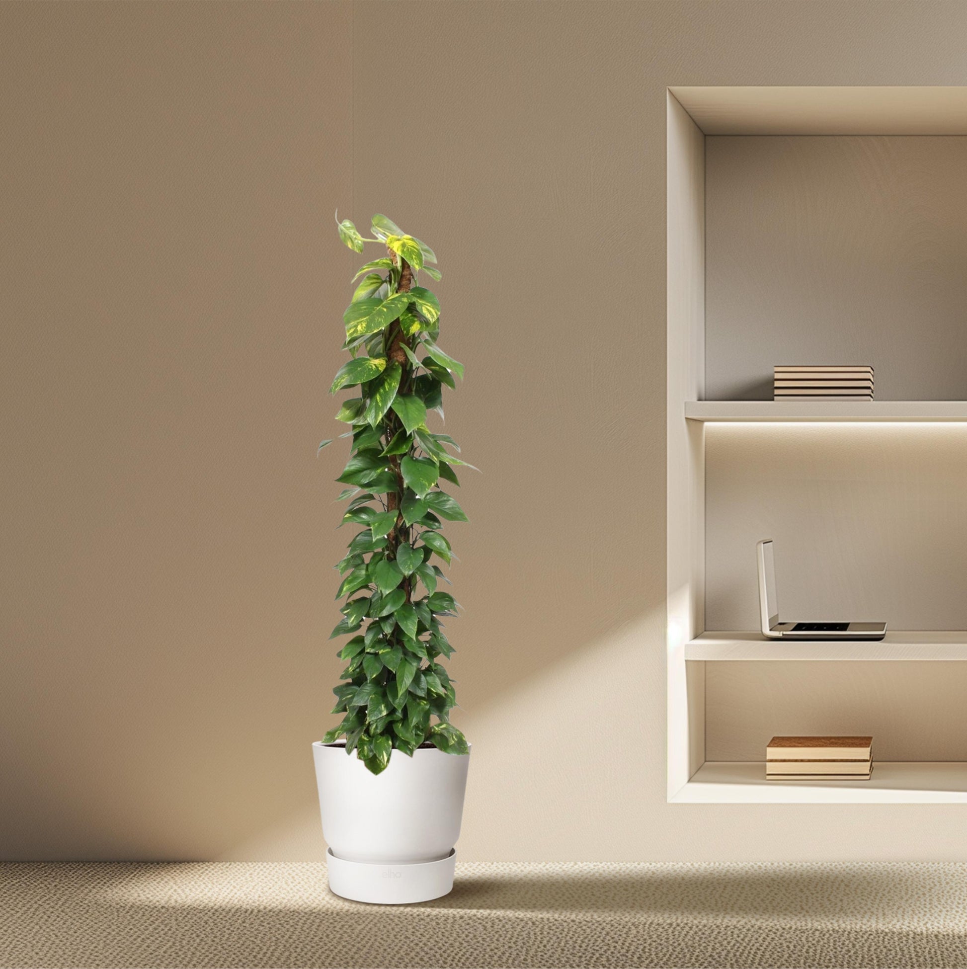Epipremnum Aureum mosstok - 180 cm - Forest Plants