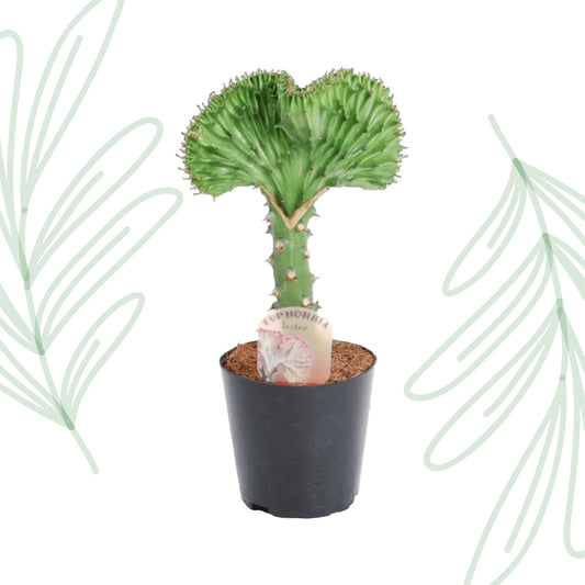 Euphorbia lactea Cristata groen - 35 cm Forest Plants