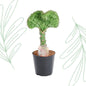 Euphorbia lactea Cristata groen - 35 cm Forest Plants