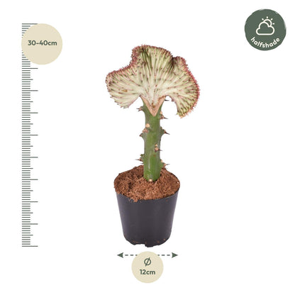 Euphorbia lactea Cristata rood - 35 cm