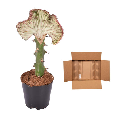 Euphorbia lactea Cristata rood - 35 cm