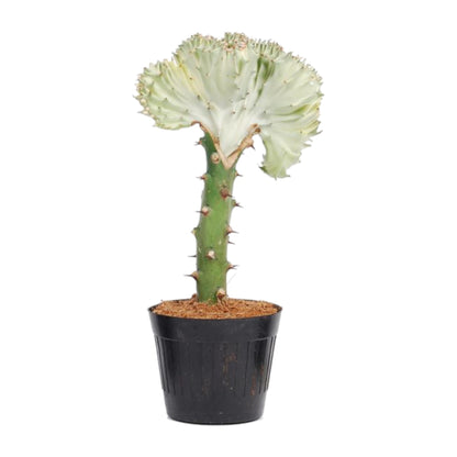 Euphorbia lactea Cristata wit - 35 cm