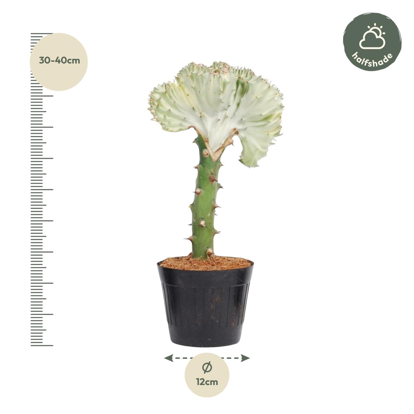 Euphorbia lactea Cristata wit - 35 cm