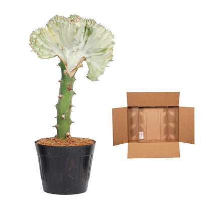 Euphorbia lactea Cristata wit - 35 cm