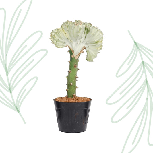 Euphorbia lactea Cristata wit - 35 cm Forest Plants