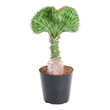 Euphorbia lactea Cristata groen - 35 cm
