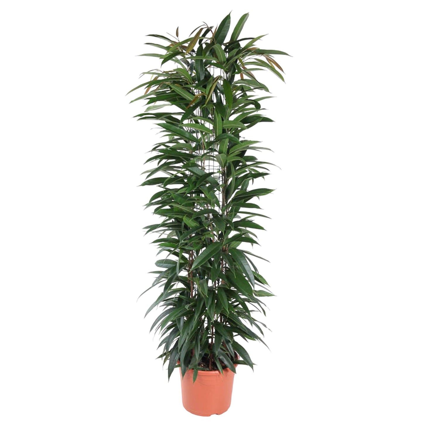 Ficus Alii King zuil - 150 cm - Forest Plants