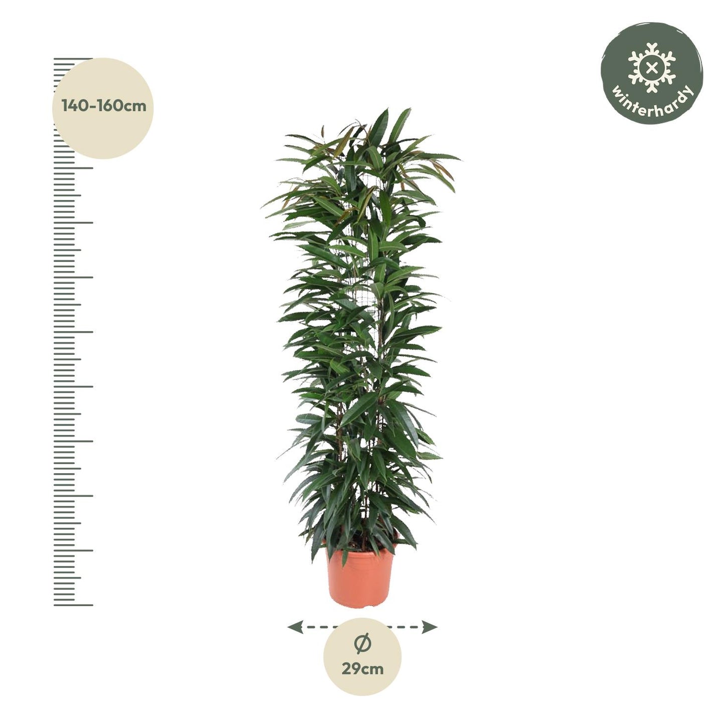 Ficus Alii King zuil - 150 cm - Forest Plants