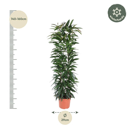 Ficus Alii King zuil - 150 cm - Forest Plants