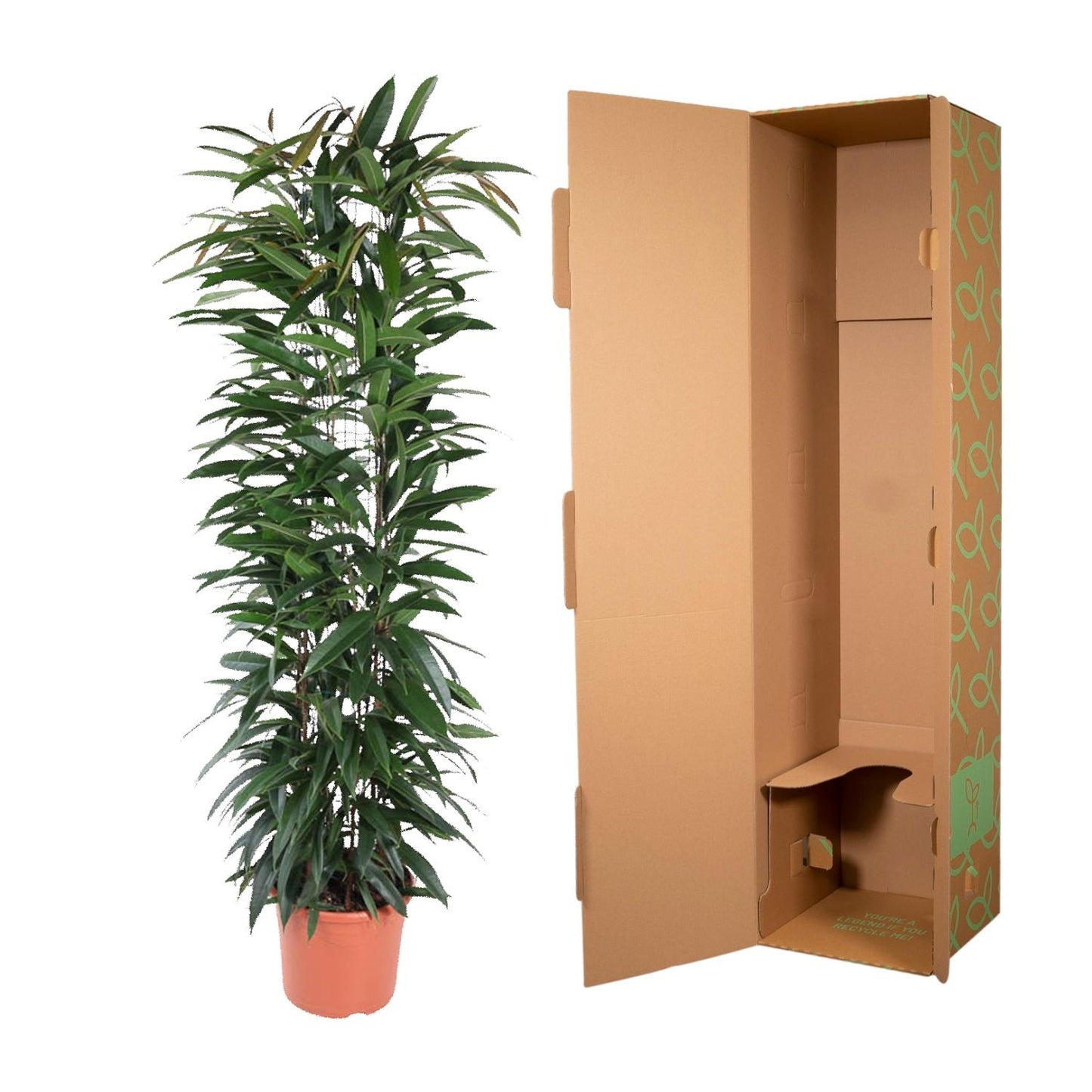 Ficus Alii King zuil - 150 cm - Forest Plants