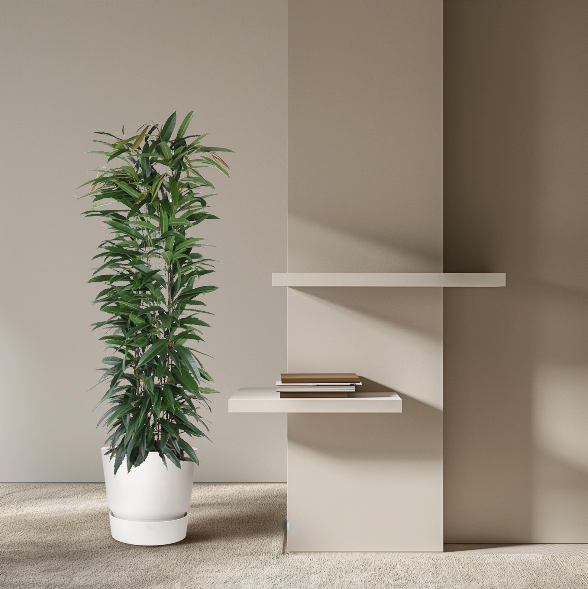Ficus Alii King zuil - 150 cm - Forest Plants