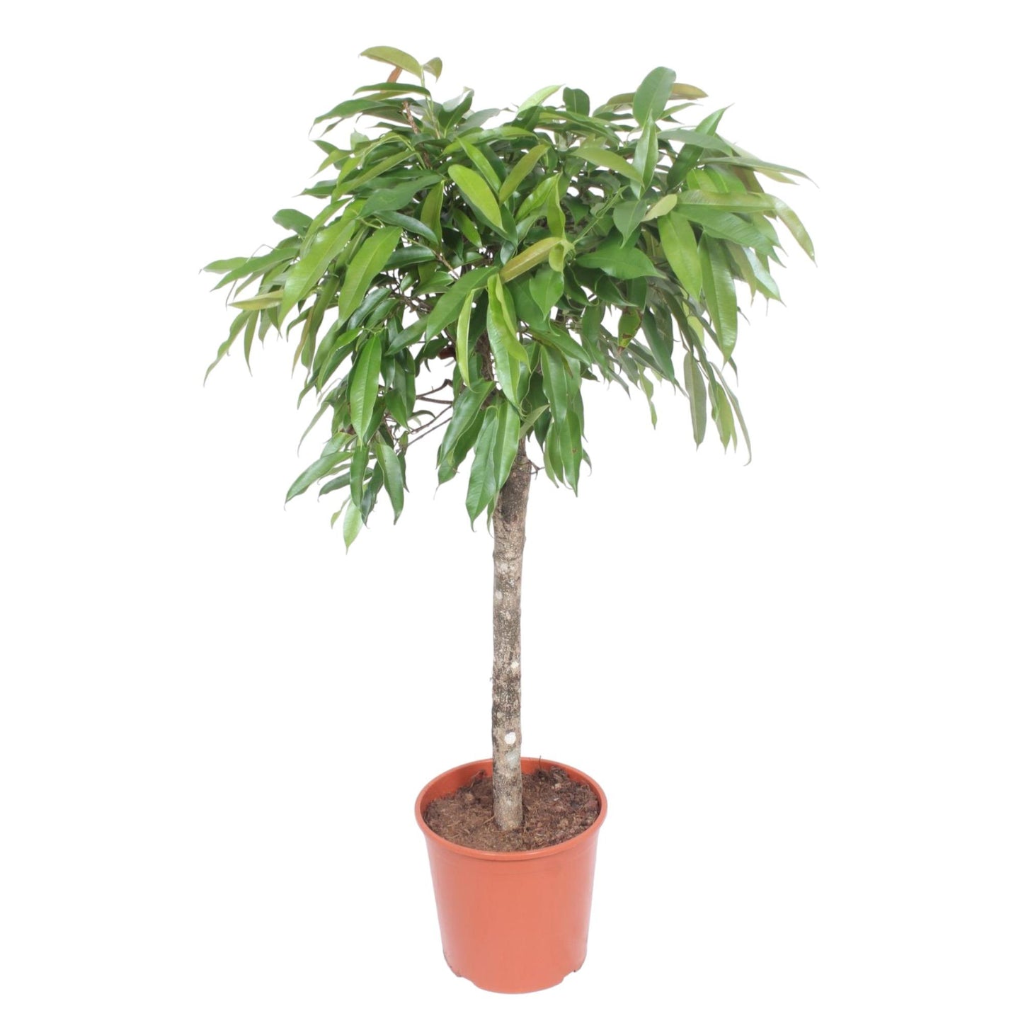 Ficus Amstel King - 130 cm - Forest Plants