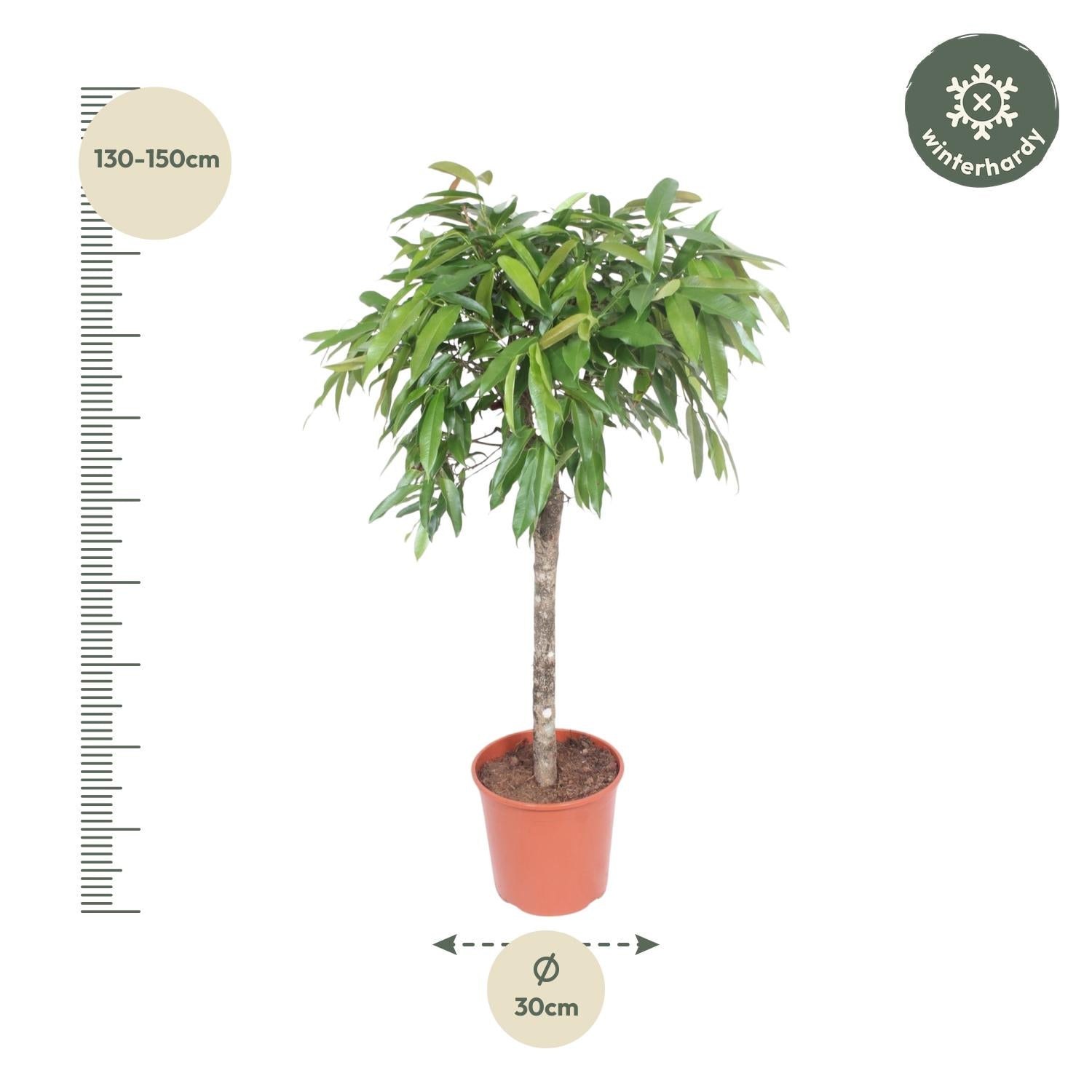 Ficus Amstel King - 130 cm - Forest Plants