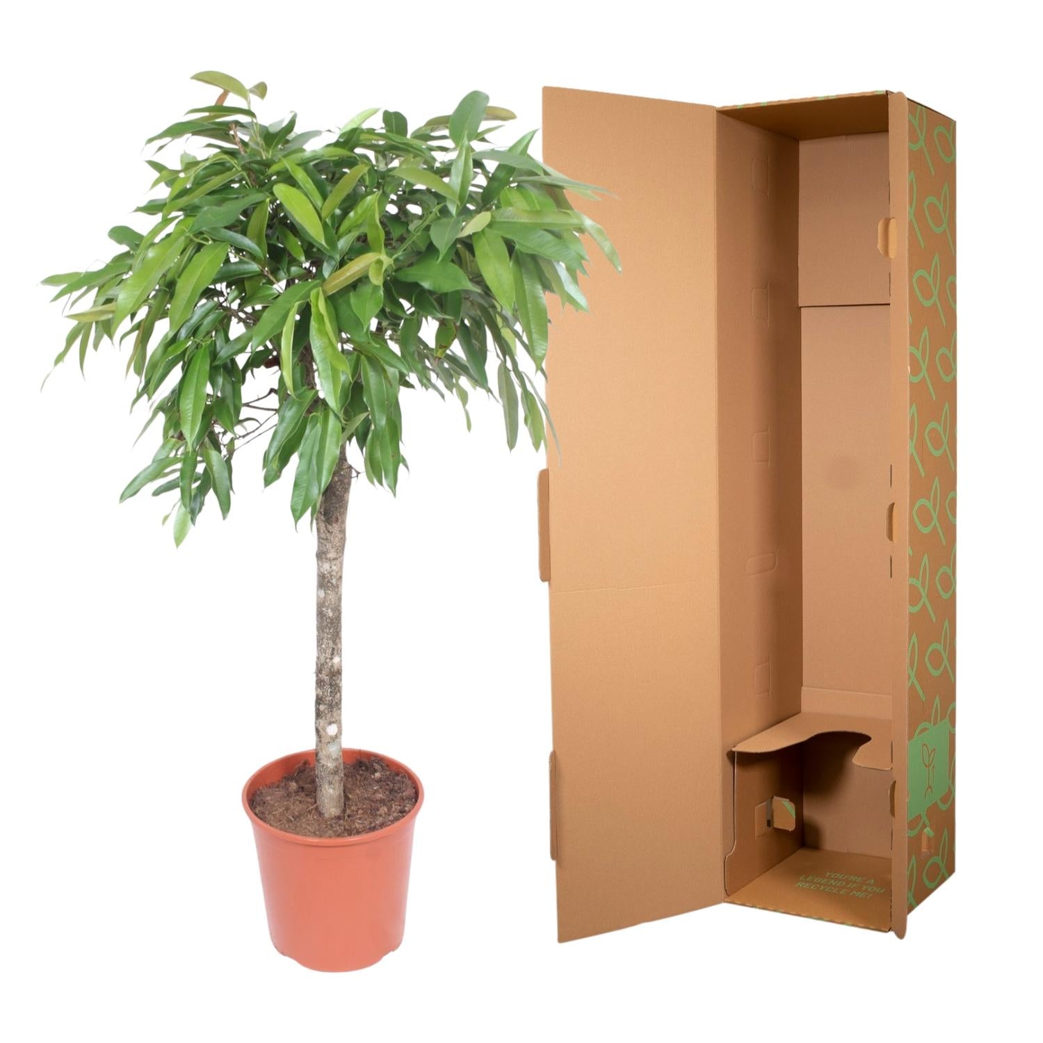Ficus Amstel King - 130 cm - Forest Plants