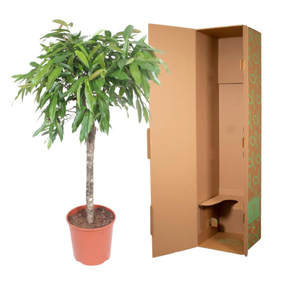 Ficus Amstel King - 130 cm - Forest Plants