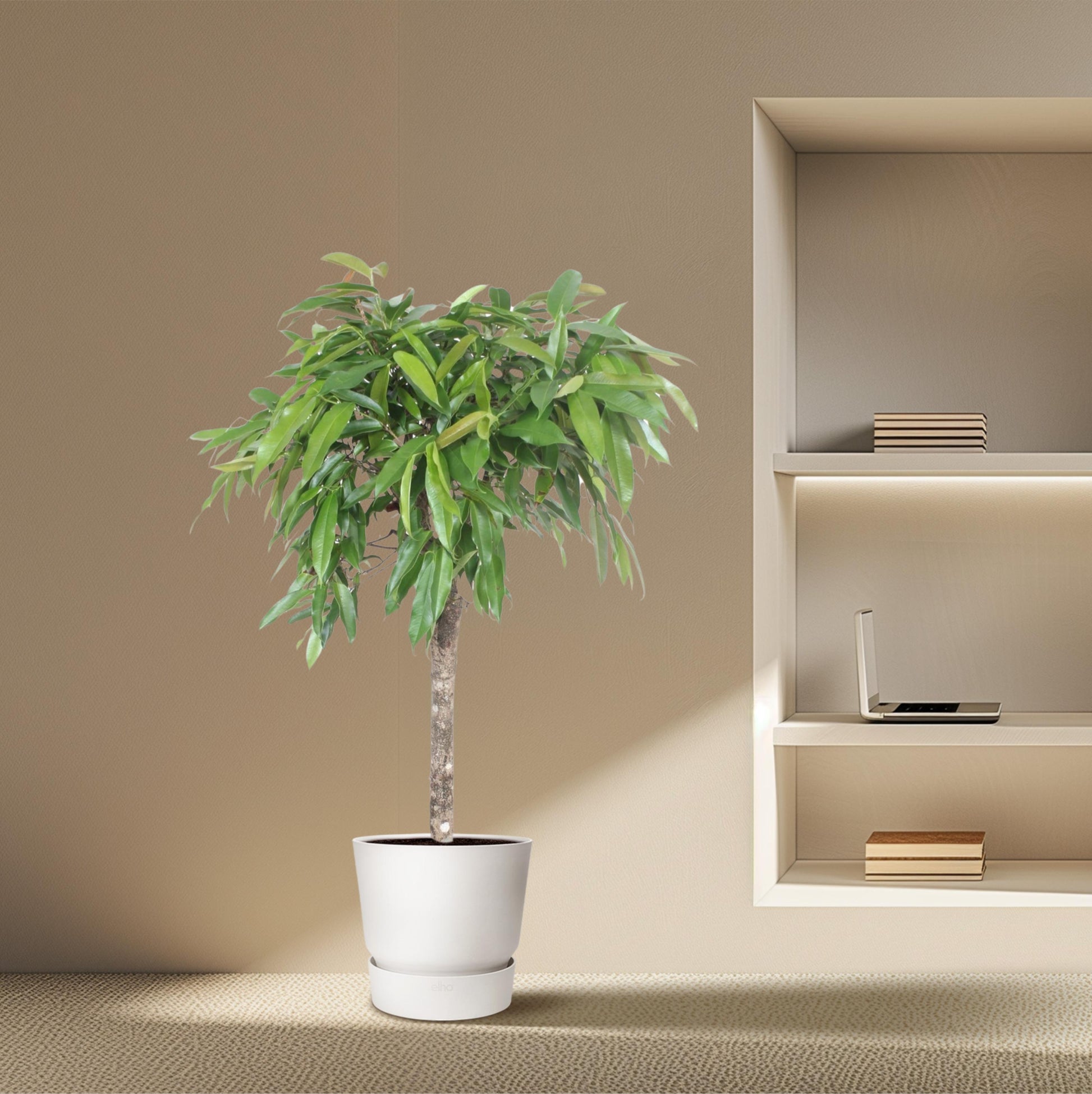 Ficus Amstel King - 130 cm - Forest Plants