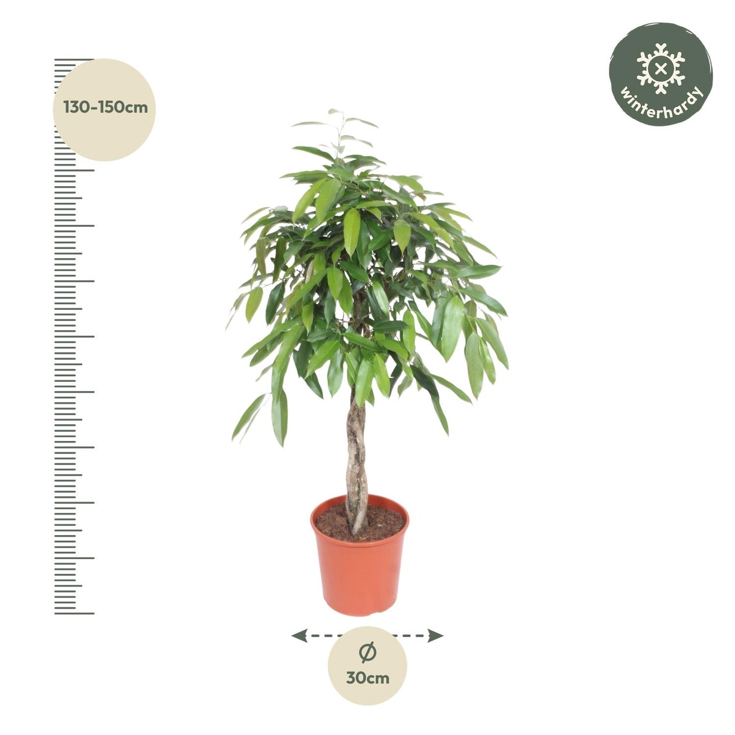 Ficus Amstel King gevlochten stam - 140 cm - Forest Plants