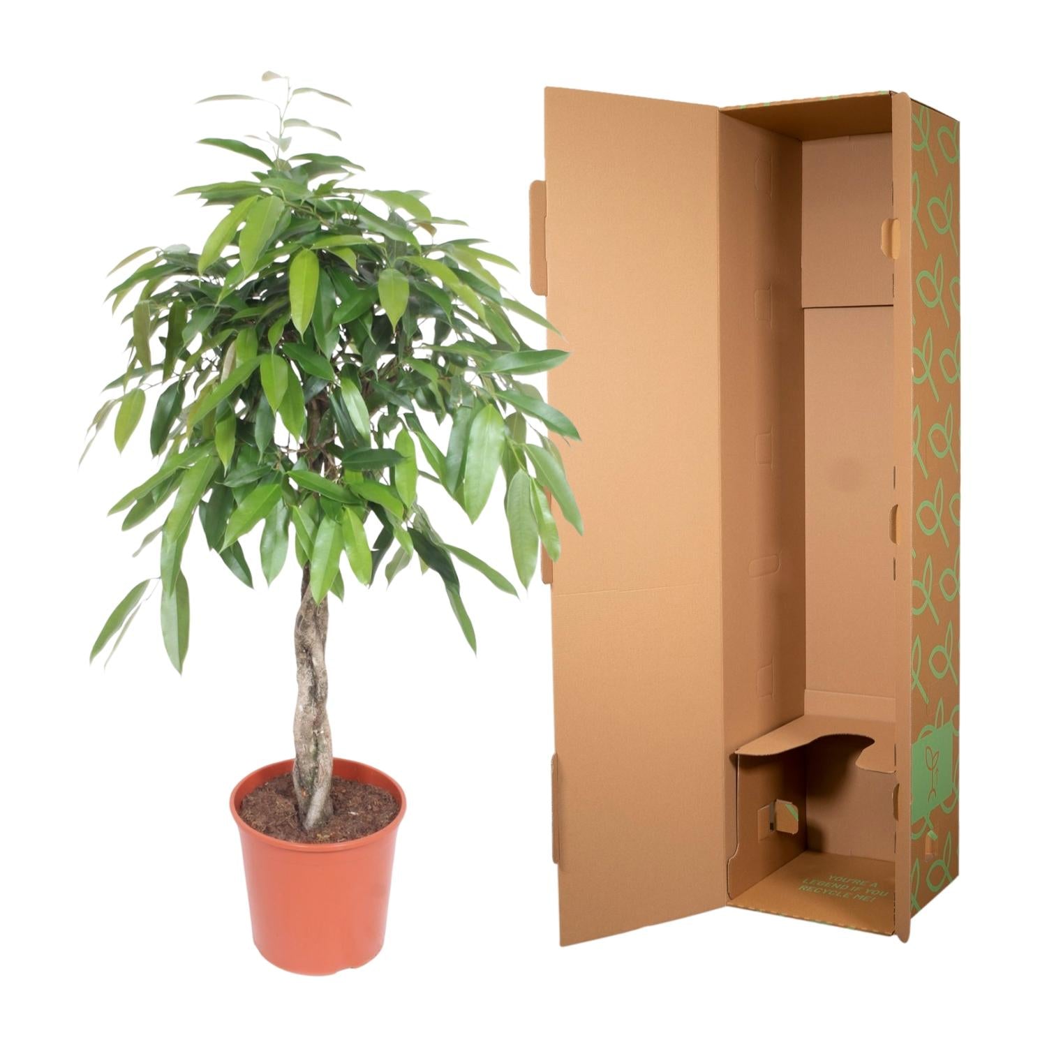 Ficus Amstel King gevlochten stam - 140 cm - Forest Plants