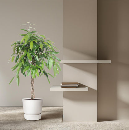 Ficus Amstel King gevlochten stam - 140 cm - Forest Plants