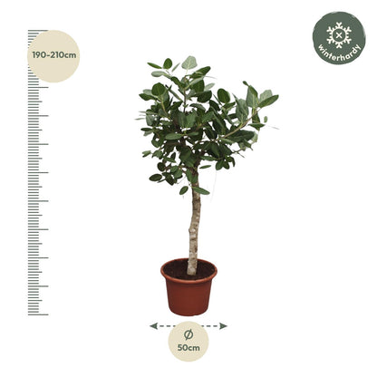 Ficus Benghalensis boom - 200 cm - Forest Plants