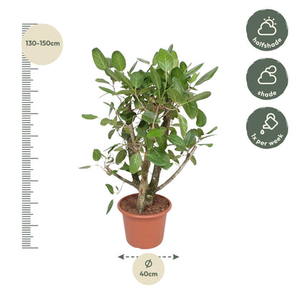 Ficus Benghalensis vertakt - 140 cm - Forest Plants