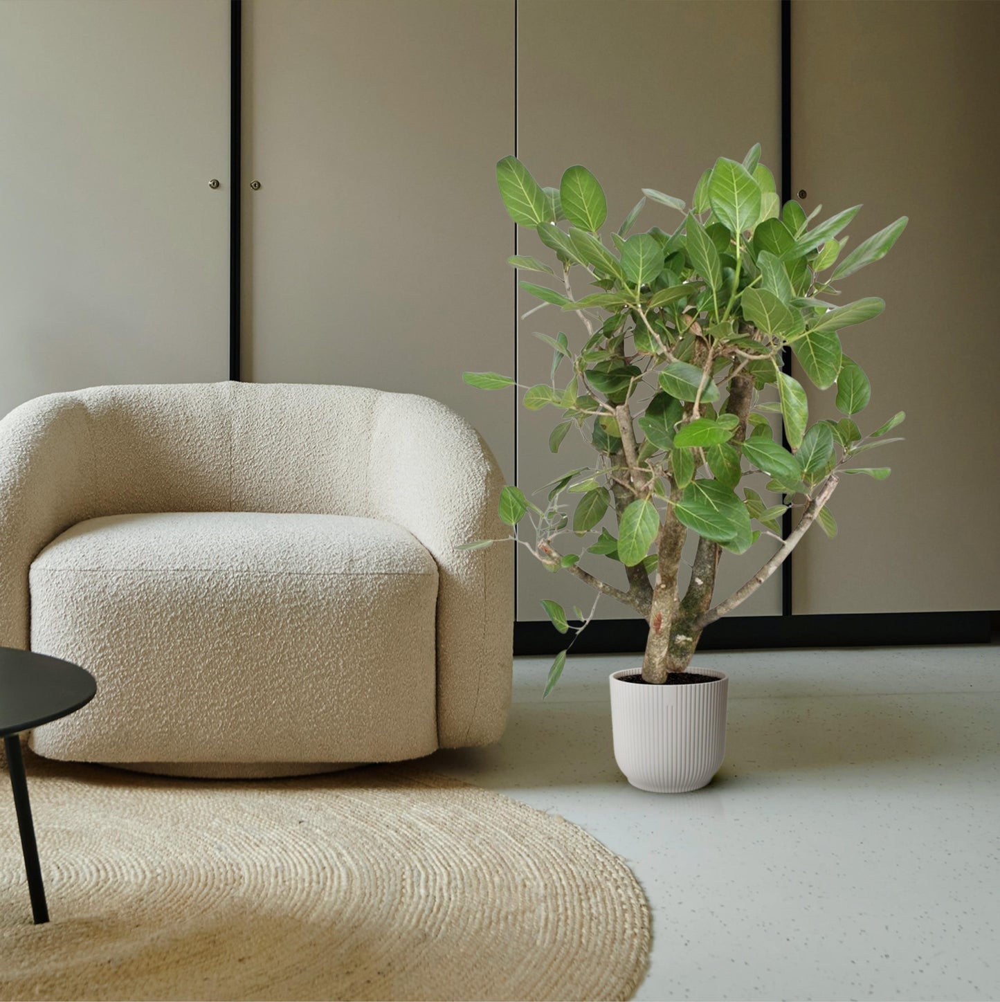 Ficus Benghalensis vertakt - 140 cm - Forest Plants